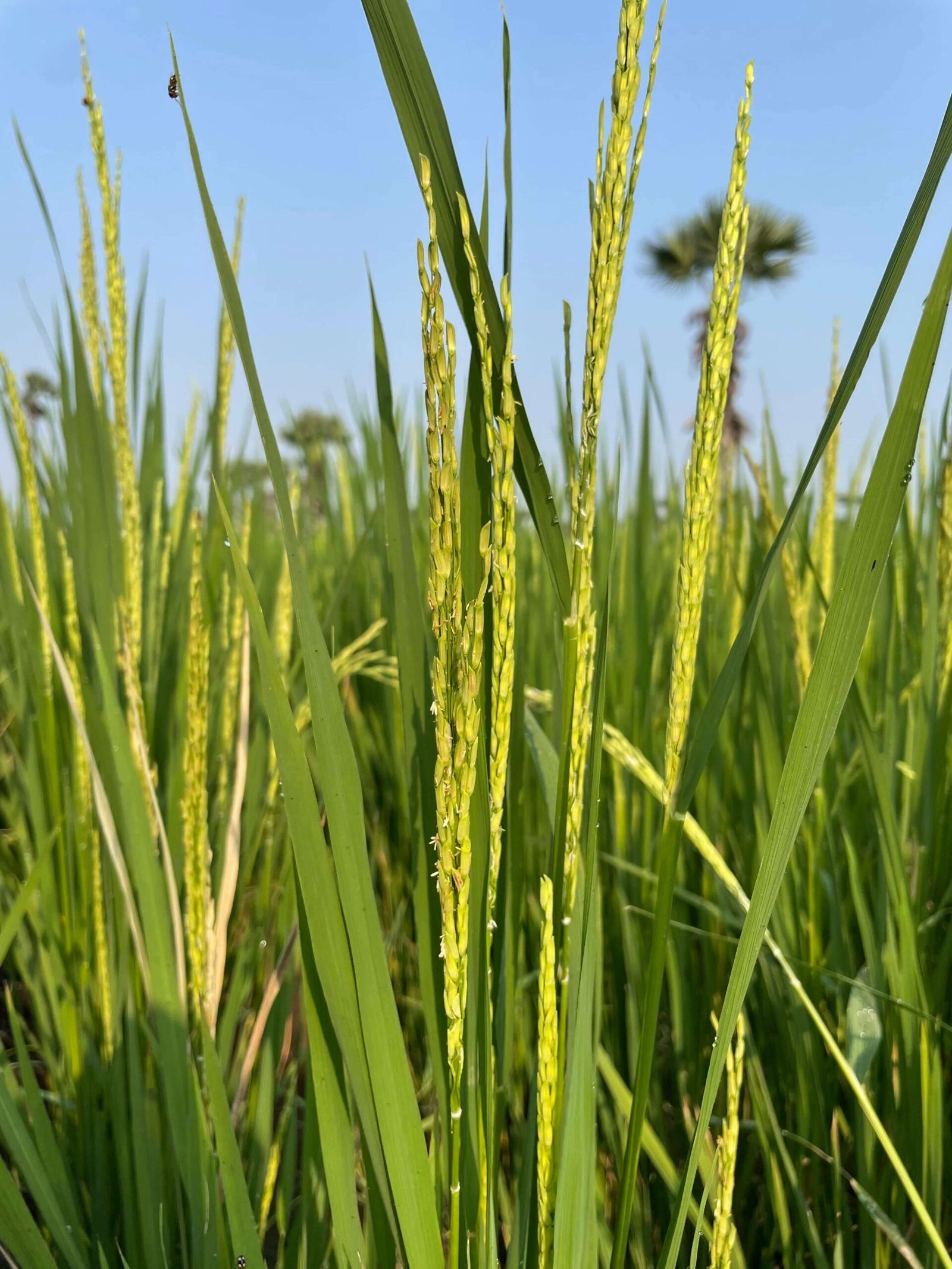 Organic farm in Kakinada