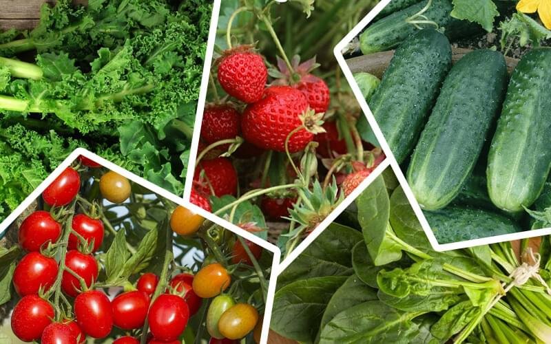 Farm-fresh vegetables for the healthiest life